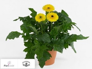 flori/gerbera-patio-kruger4625