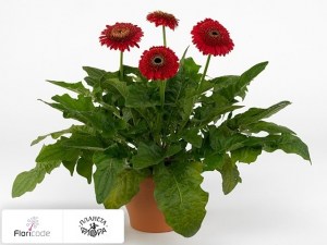 flori/gerbera-patio-olympic4481