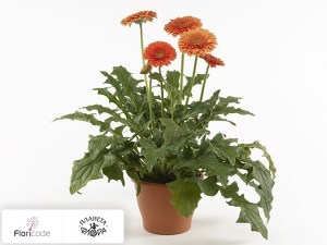 flori/gerbera-patio-orange-county4088