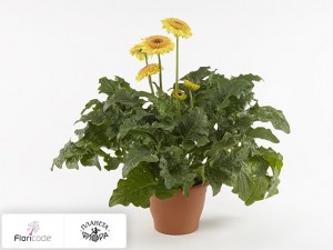 flori/gerbera-patio-painted-desert4089