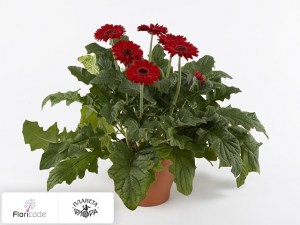 flori/gerbera-patio-sedona4790