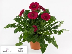 flori/gerbera-patio-wakatobi4479