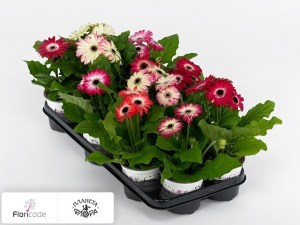 flori/gerbera-sofisticata-gemengd4241