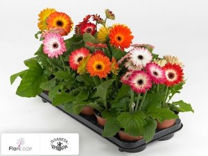 flori/gerbera-sombrera-gemengd4318