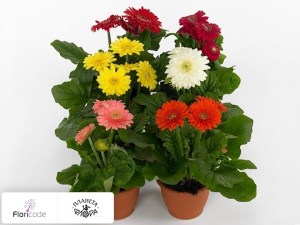 flori/gerbera-sundayz-gemengd4216