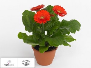 flori/gerbera-sundayz-orange4215
