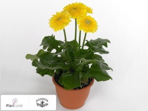 flori/gerbera-sundayz-yellow4214
