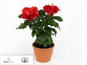 flori/gibiskus-kitayskiy-sunny-paris4999