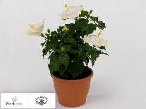 flori/gibiskus-kitayskiy-sunny-san-remo4981