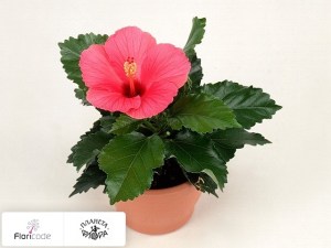 flori/gibiskus-kitayskiy-sunny-saporro5026