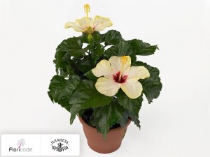flori/gibiskus-kitayskiy-sunny-st-tropez4982