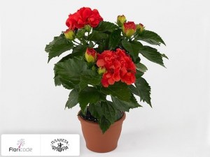 flori/gibiskus-kitayskiy-sunny-toledo5036