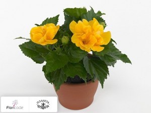 flori/gibiskus-kitayskiy-sunny-valencia4987