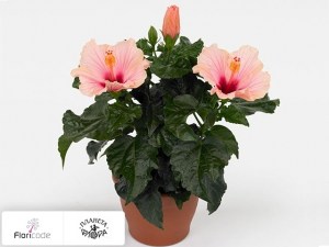 flori/gibiskus-kitayskiy-sunny-veneti4986