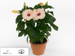 flori/gibiskus-kitayskiy-sunny-venetie-white5008