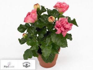 flori/gibiskus-kitayskiy-sunny-zaragoza5037
