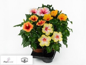 flori/gibiskus-kitayskiy-tutti-frutti-gemengd5018