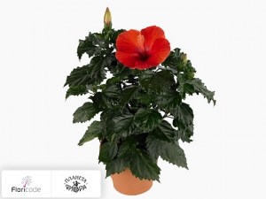 flori/gibiskus-kitayskiy-volcano4990