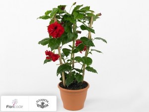 flori/gibiskus-rassechennolepestnoy-firefall-double-red4998