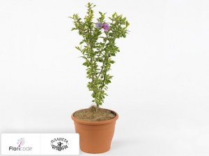 flori/gibiskus-siriyskiy-van-gogh5043