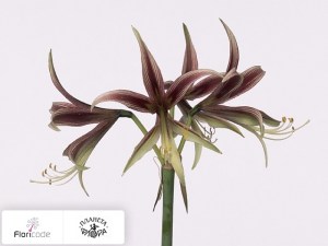 flori/gippeastrum-spider-lima5262