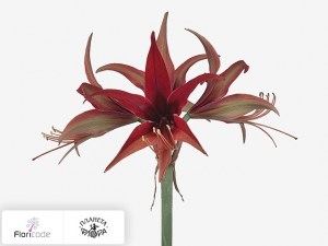 flori/gippeastrum-spider-merenque5290