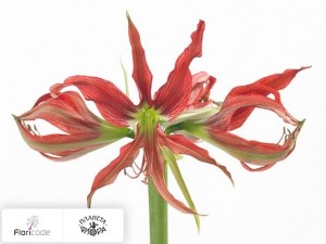 flori/gippeastrum-spider-octopussy5207