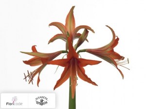 flori/gippeastrum-spider-petit-four5342