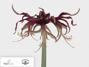 flori/gippeastrum-spider-reggae5291