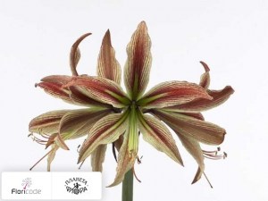 flori/gippeastrum-spider-rio-negro5301
