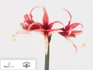 flori/gippeastrum-spider-rosario5284