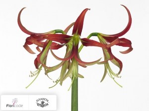 flori/gippeastrum-spider-sulawesi5164