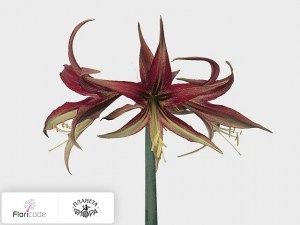 flori/gippeastrum-spider-tango5282