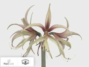 flori/gippeastrum-spider-tarantula5297
