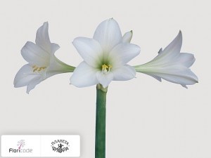 flori/gippeastrum-trumpet-amputo5259