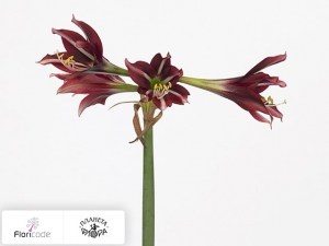 flori/gippeastrum-trumpet-bonbon5212