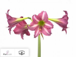 flori/gippeastrum-trumpet-estella5303