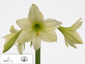flori/gippeastrum-trumpet-luxor5144