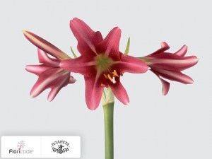 flori/gippeastrum-trumpet-pink-floyd5268