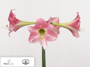 flori/gippeastrum-trumpet-rebecca5300