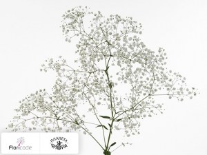 flori/gipsofila-metelchataya-orion5358