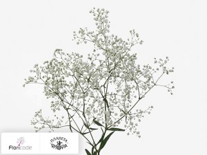flori/gipsofila-metelchataya-orstar5376
