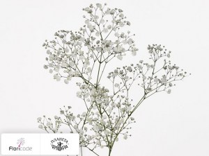 flori/gipsofila-metelchataya-overtime5353