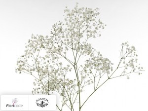 flori/gipsofila-metelchataya-pearl-ginga5371