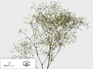 flori/gipsofila-metelchataya-perfecta5377