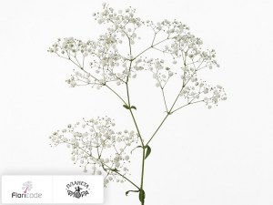 flori/gipsofila-metelchataya-shining-white5361