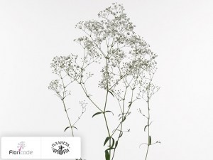flori/gipsofila-metelchataya-stella-maris5354