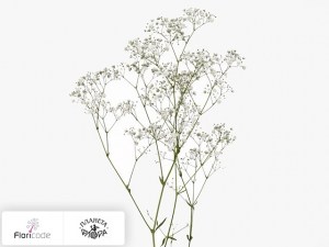 flori/gipsofila-metelchataya-xlence5364