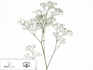 flori/gipsofila-metelchataya-zinzi-tyree5369