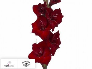 flori/gladiolus-small-flowered-grp-glamini-tom5557